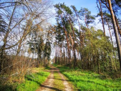 A csend hat tava – Barangolás a balassagyarmati Nyírjesben