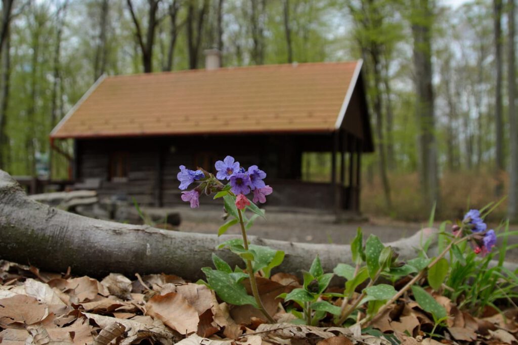 Erdő ölelte menedék – Jenő-kunyhó, a Pilis titkos zugában