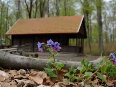 Erdő ölelte menedék – Jenő-kunyhó, a Pilis titkos zugában