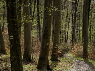 Erdő ölelte menedék – Jenő-kunyhó, a Pilis titkos zugában