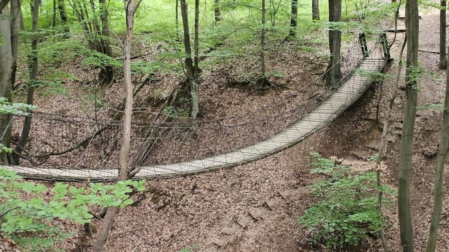 Pallókon, függőhídon, ligeterdőben – séta a Gyadai tanösvényen