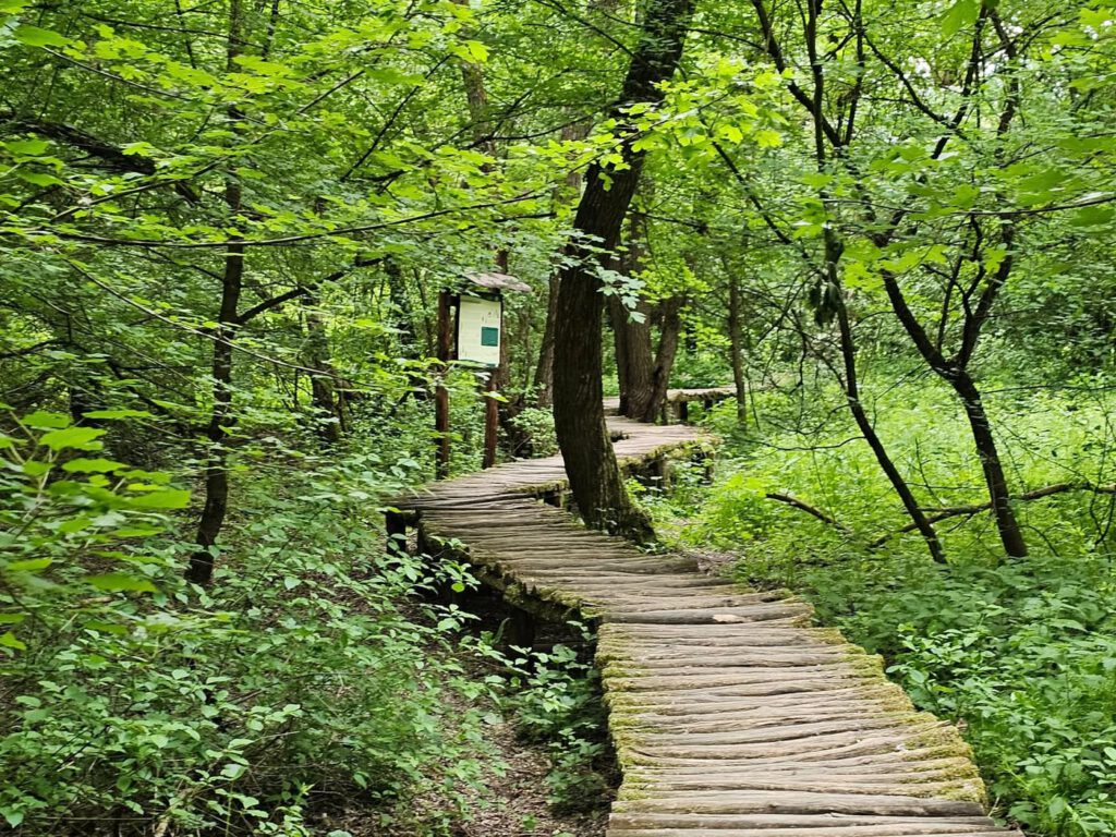 Pallókon, függőhídon, ligeterdőben – séta a Gyadai tanösvényen