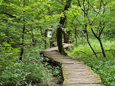 Pallókon, függőhídon, ligeterdőben – séta a Gyadai tanösvényen