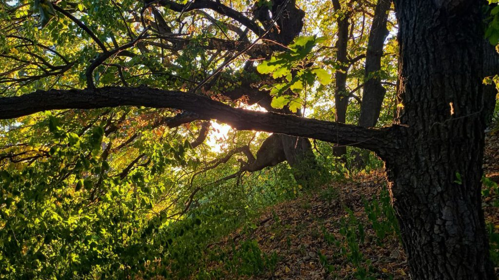 A putnoki Mátyás király-kilátó, ahonnan akár a Tátráig is elláthatsz