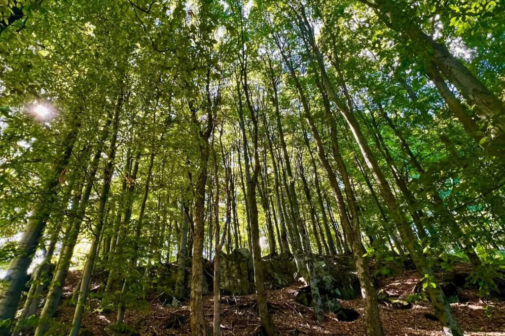 Sas-kő – a Keleti-Mátra sziklás őrszeme