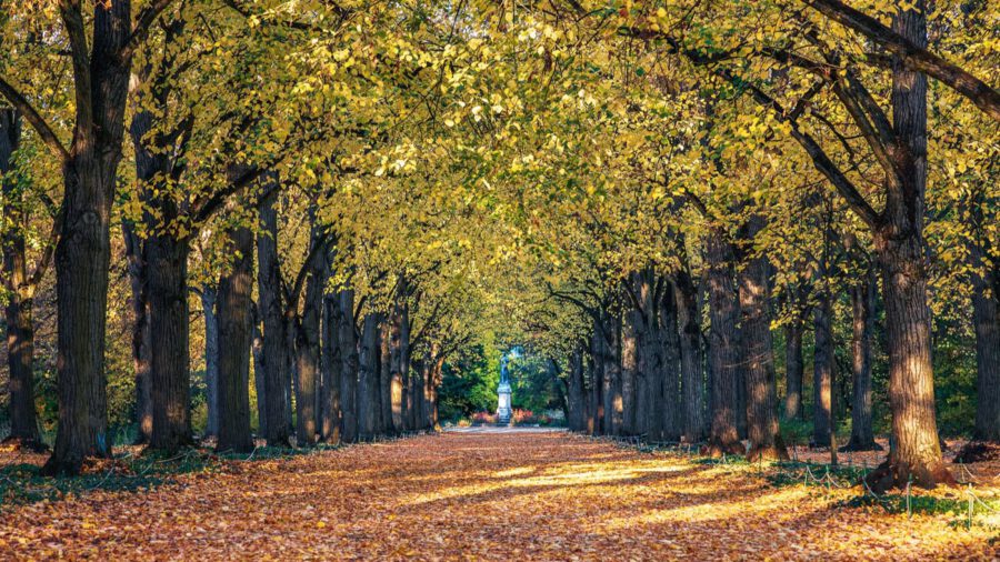 Aranyló őszi fényben Gödöllő Erzsébet-parkja