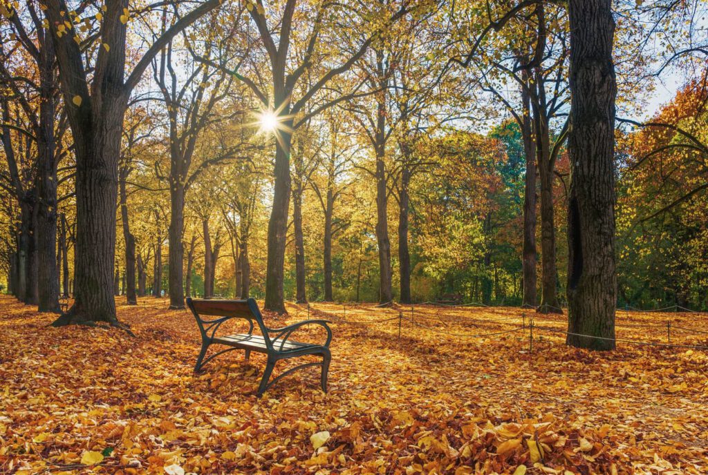 Aranyló őszi fényben Gödöllő Erzsébet-parkja