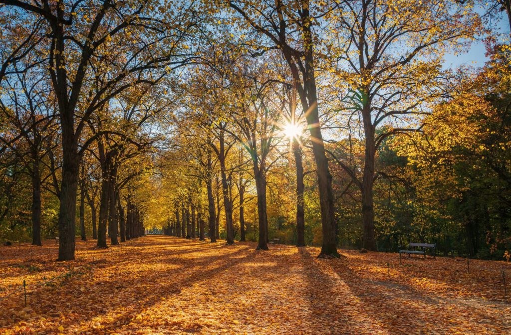 Aranyló őszi fényben Gödöllő Erzsébet-parkja