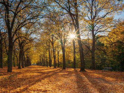 Aranyló őszi fényben Gödöllő Erzsébet-parkja