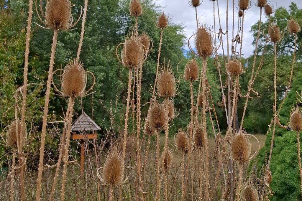 Egy grófi álom öröksége – a Tiszakürti Arborétum titkai