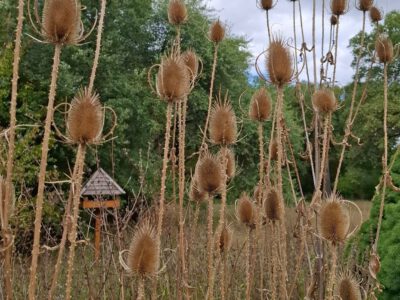 Egy grófi álom öröksége – a Tiszakürti Arborétum titkai