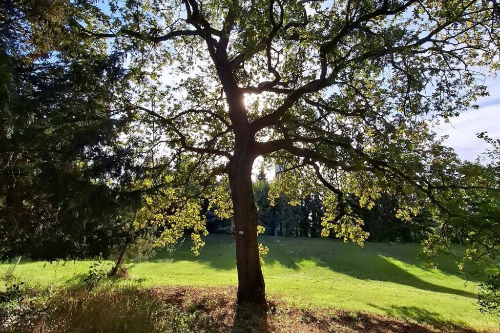 Egy grófi álom öröksége – a Tiszakürti Arborétum titkai