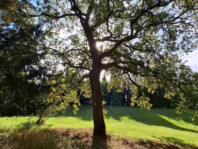 Egy grófi álom öröksége – a Tiszakürti Arborétum titkai