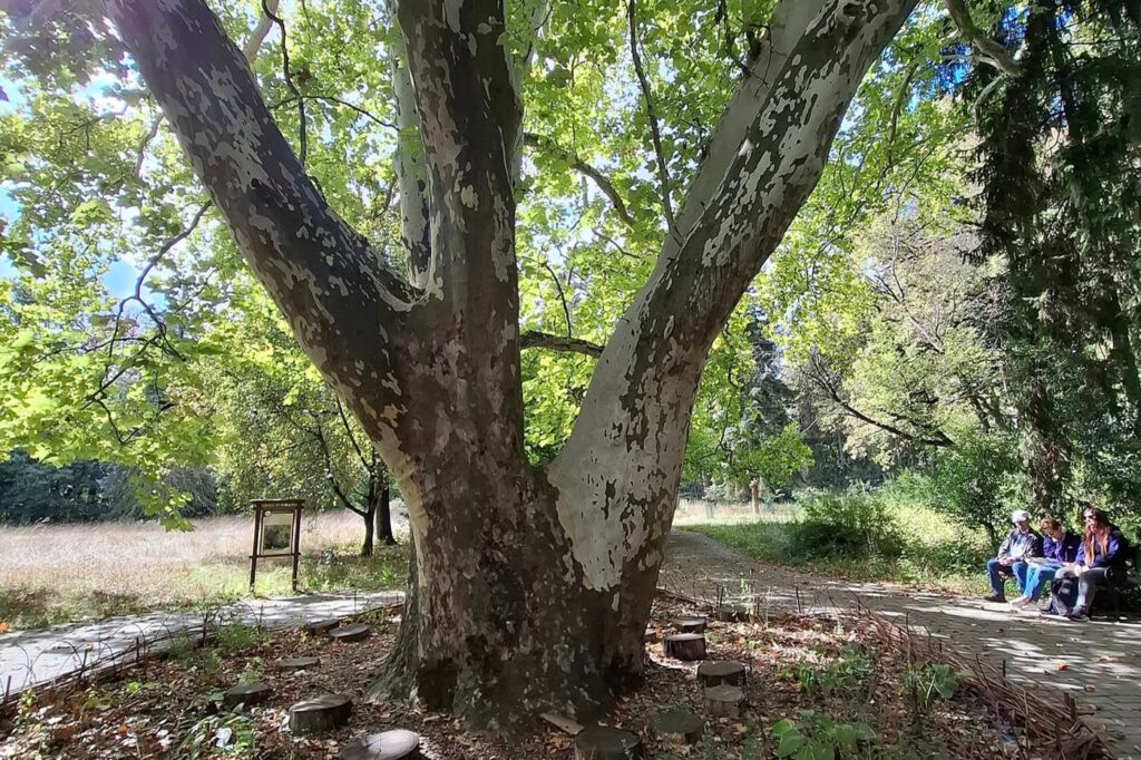 Egy grófi álom öröksége – a Tiszakürti Arborétum titkai