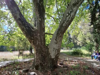 Egy grófi álom öröksége – a Tiszakürti Arborétum titkai