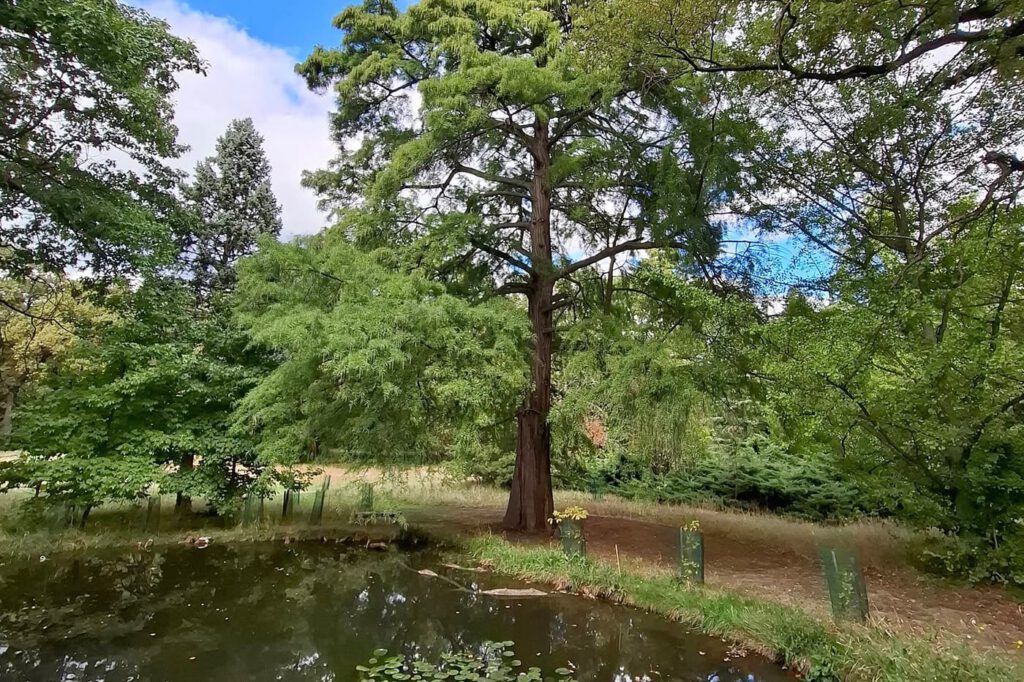 Egy grófi álom öröksége – a Tiszakürti Arborétum titkai