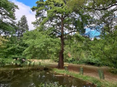 Egy grófi álom öröksége – a Tiszakürti Arborétum titkai