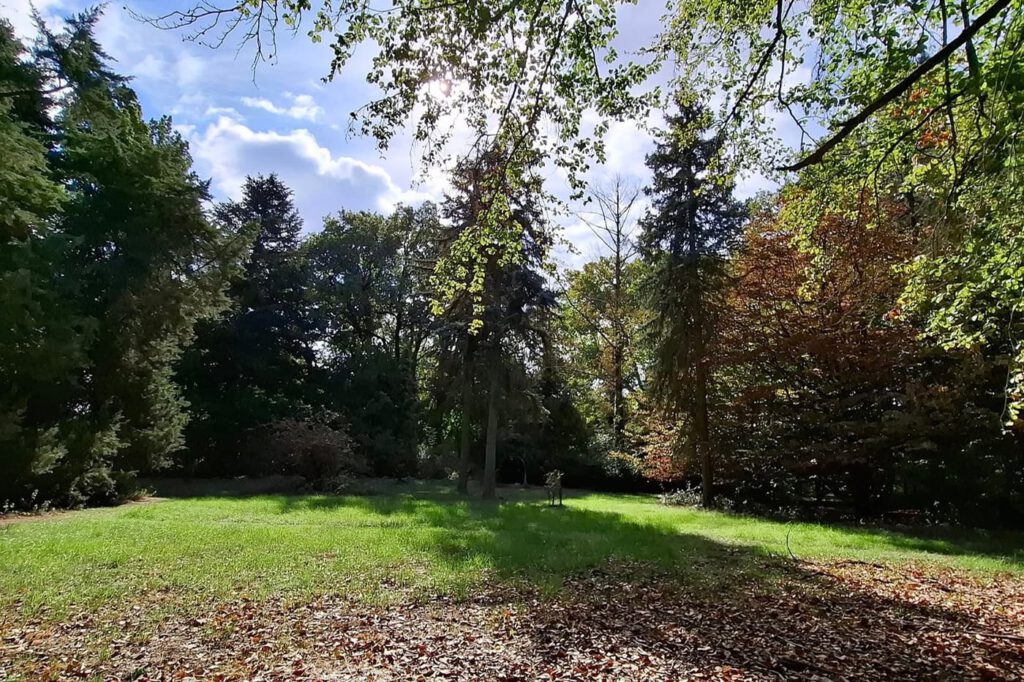 Egy grófi álom öröksége – a Tiszakürti Arborétum titkai