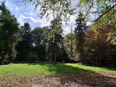 Egy grófi álom öröksége – a Tiszakürti Arborétum titkai