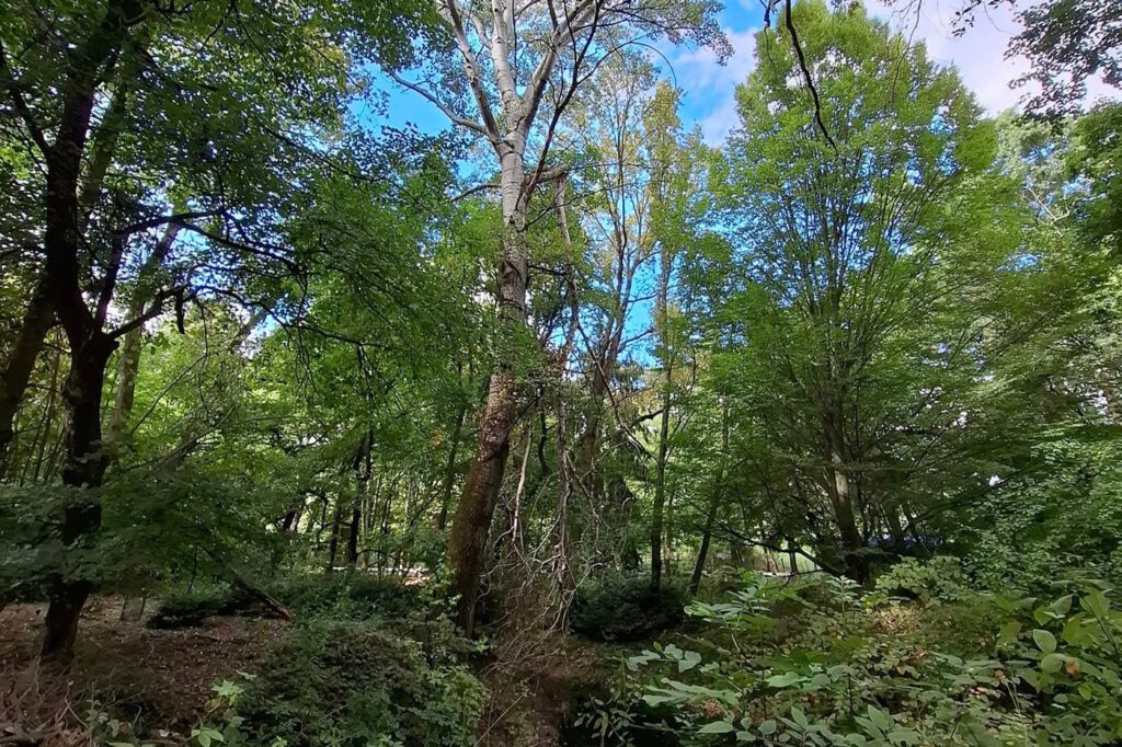 Egy grófi álom öröksége – a Tiszakürti Arborétum titkai