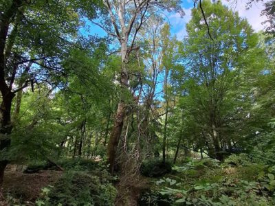 Egy grófi álom öröksége – a Tiszakürti Arborétum titkai