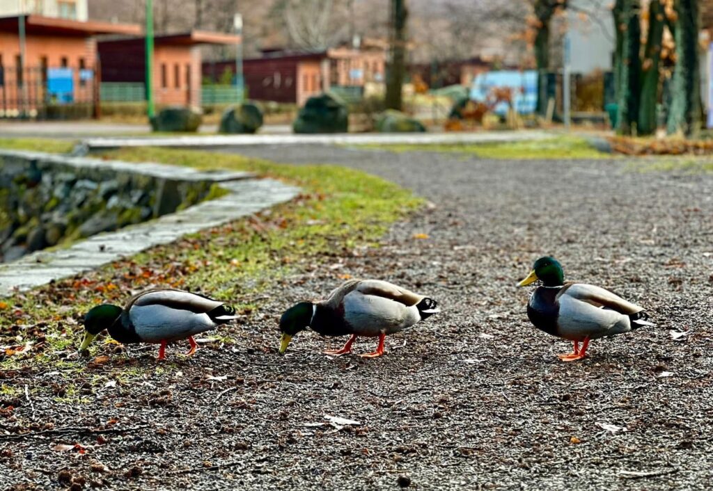 Tó a hegyek között: a Sástó téli arca