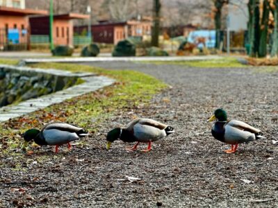 Tó a hegyek között: a Sástó téli arca