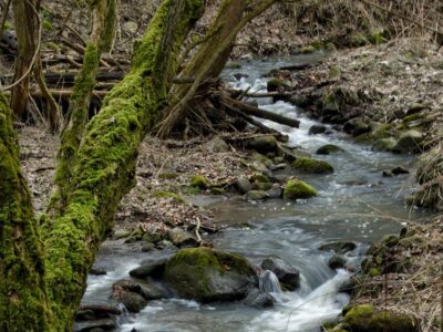 A dömösi Malom-patak és völgye a Dunakanyar kapujában