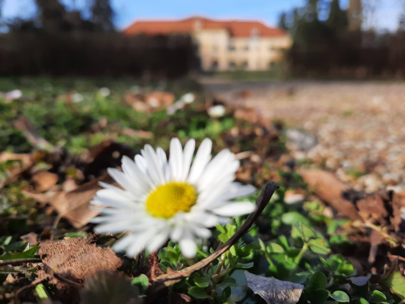 Sellyei Arborétum: kastélypark az Ormánságban, ahol a tavasz lila szőnyeggel érkezik