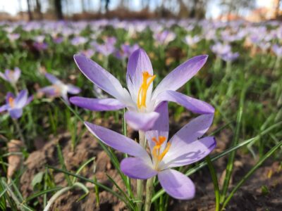 Sellyei Arborétum: kastélypark az Ormánságban, ahol a tavasz lila szőnyeggel érkezik