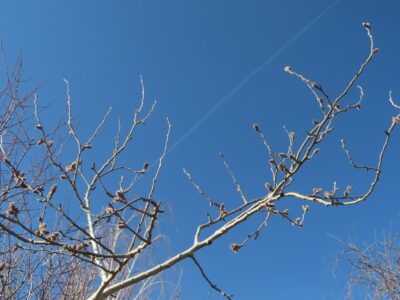 Pallókon a csatornák között, különleges tanösvény várja a kirándulókat Dabason