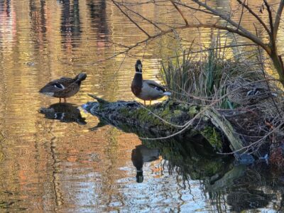 Vác zöld oldala: a Ligeti-tó és a Hétkápolna stációsora