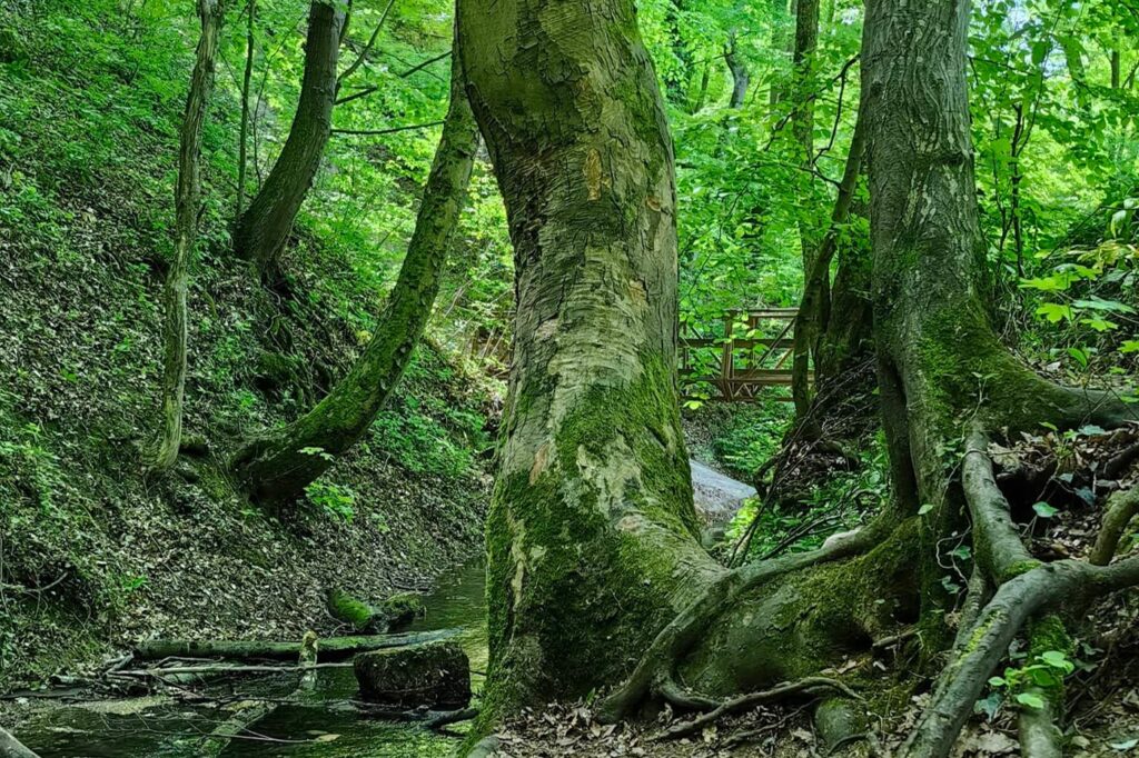 Vízfő tanösvény – forrásbarlang, malomárok és láperdő Orfűn