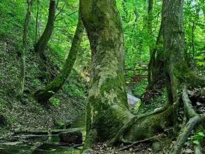 Vízfő tanösvény – forrásbarlang, malomárok és láperdő Orfűn