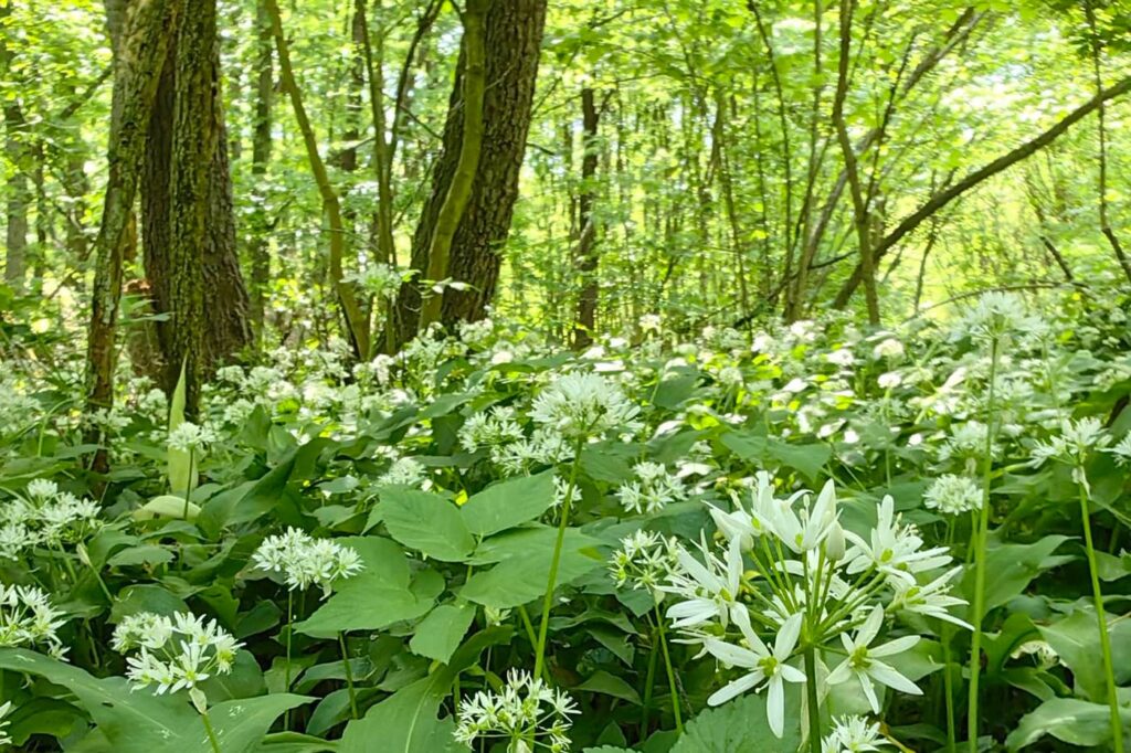 Vízfő tanösvény – forrásbarlang, malomárok és láperdő Orfűn