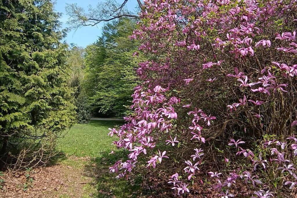 Csácsbozsoki Arborétum – Zalaegerszeg zöld kincse