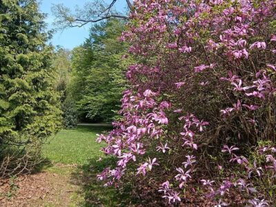 Csácsbozsoki Arborétum – Zalaegerszeg zöld kincse