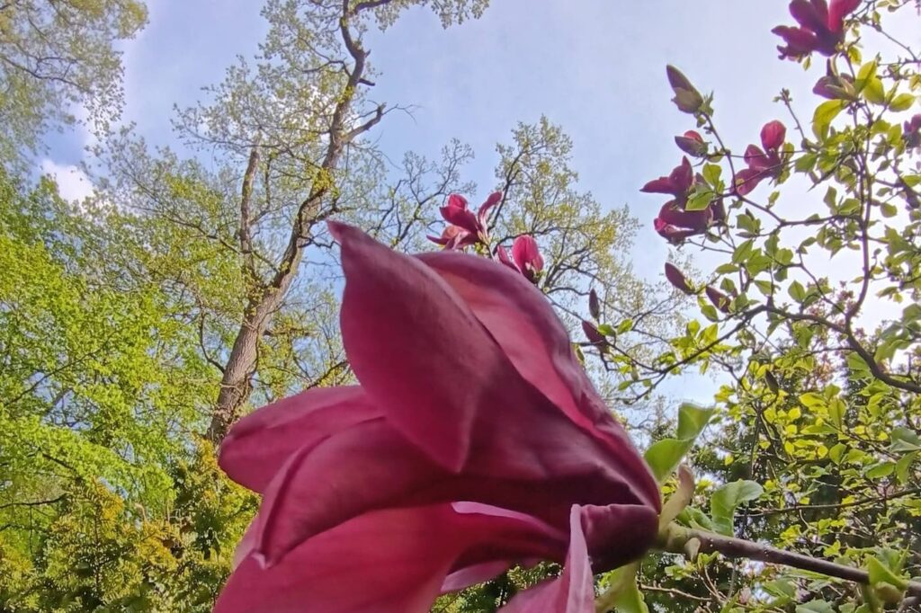 Csácsbozsoki Arborétum – Zalaegerszeg zöld kincse