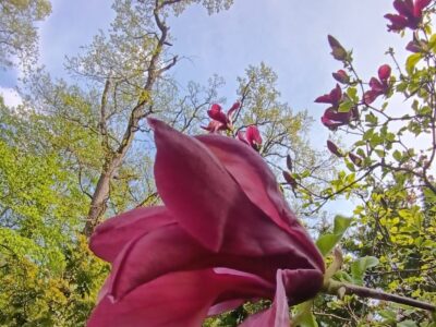 Csácsbozsoki Arborétum – Zalaegerszeg zöld kincse
