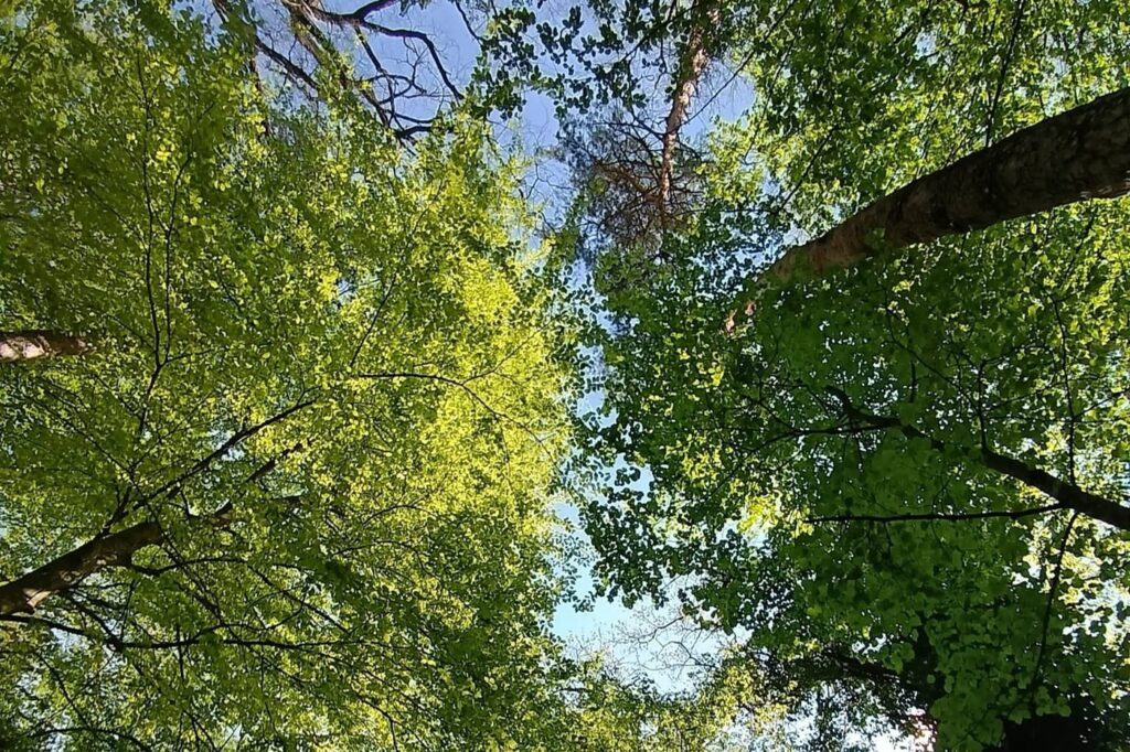 Csácsbozsoki Arborétum – Zalaegerszeg zöld kincse