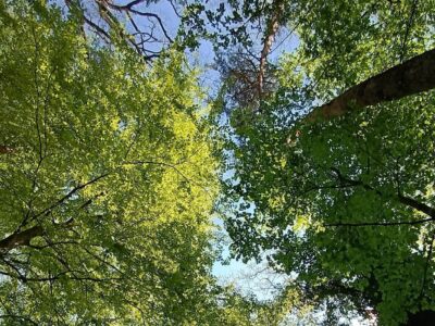 Csácsbozsoki Arborétum – Zalaegerszeg zöld kincse