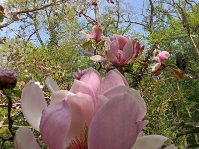 Csácsbozsoki Arborétum – Zalaegerszeg zöld kincse
