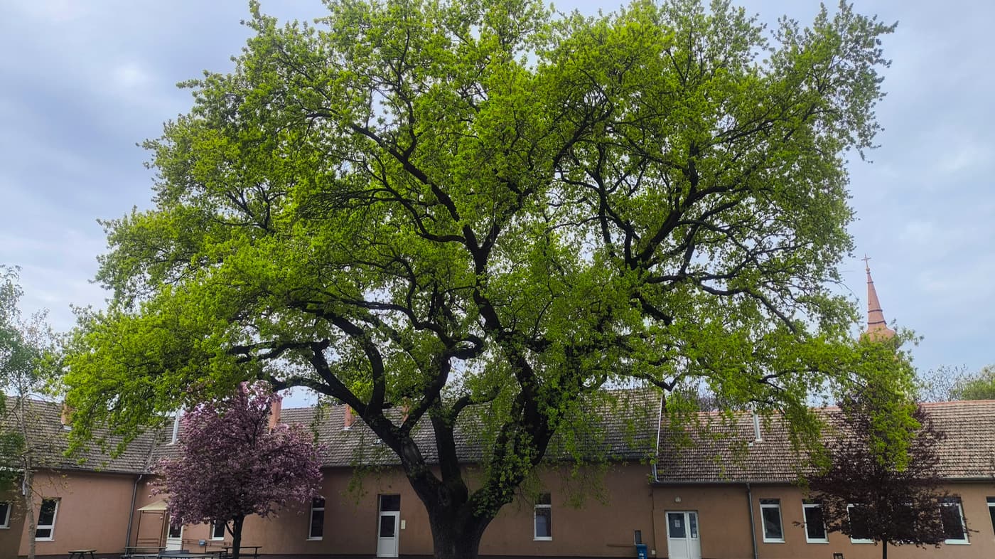 A szegvári iskola 150 éves tölgye lett az Év Fája