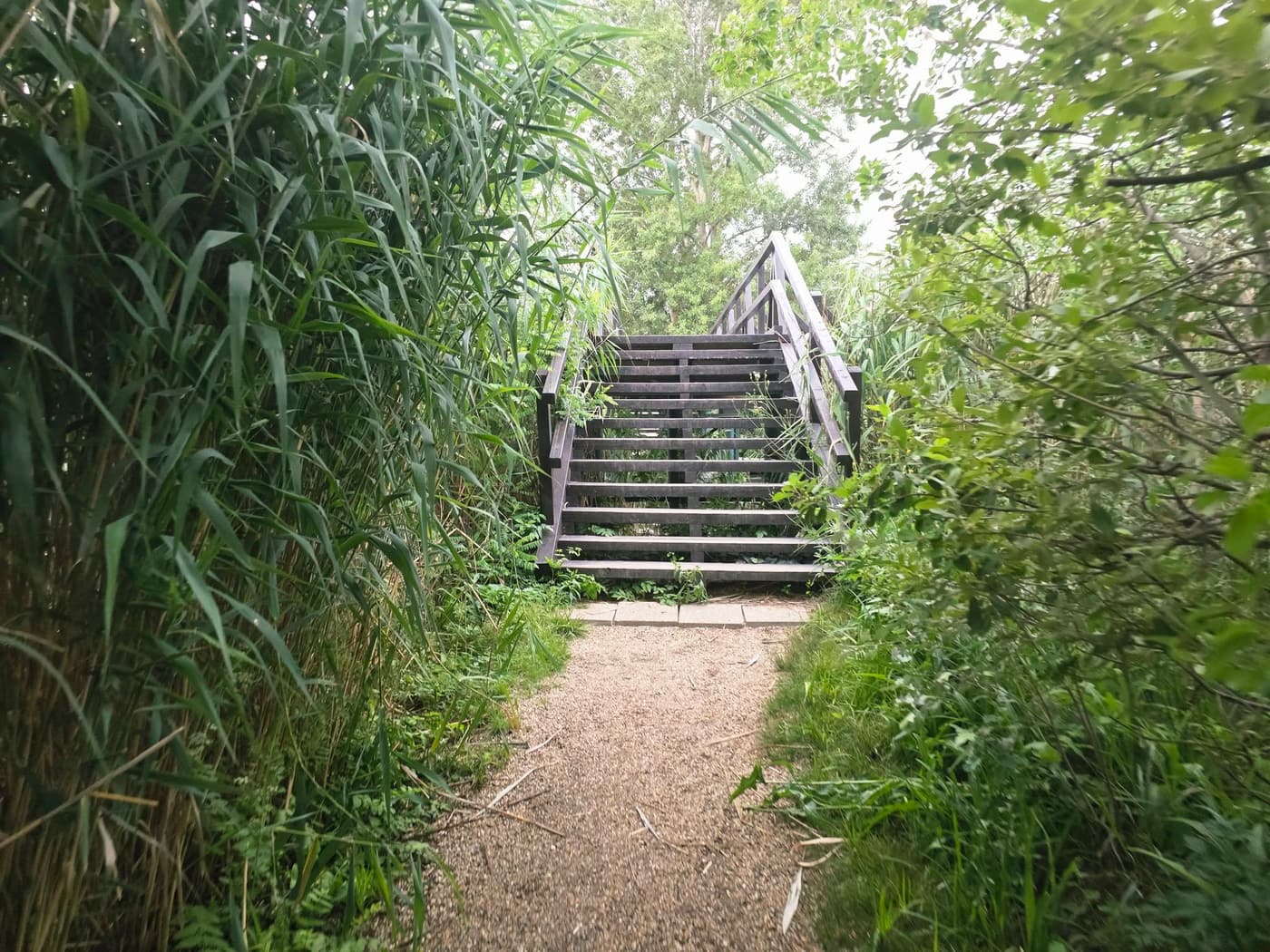 Különleges lápvilág vár Szigetszentmiklóson, Budapest közelében