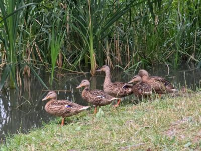 Különleges lápvilág vár Szigetszentmiklóson, Budapest közelében