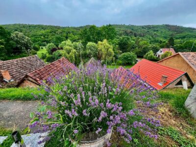 Villánykövesd pincesora – sváb örökség a Villányi borvidéken
