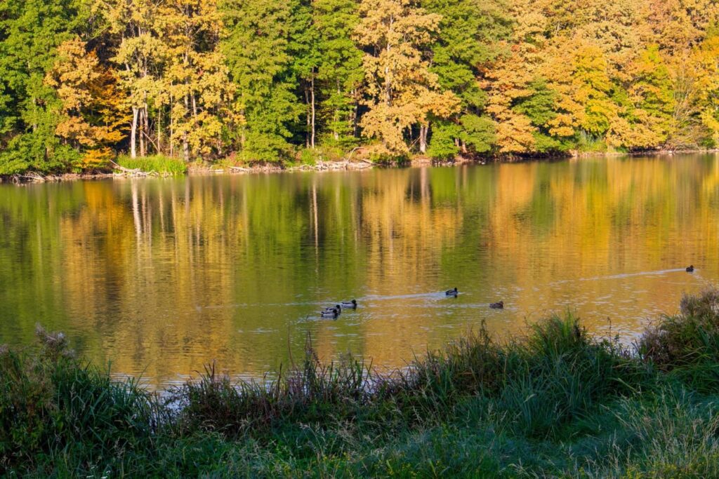 Őszi színek a Zalai-dombságban: a Kistolmácsi-tó és a Budafai Arborétum