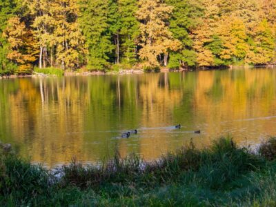 Őszi színek a Zalai-dombságban: a Kistolmácsi-tó és a Budafai Arborétum