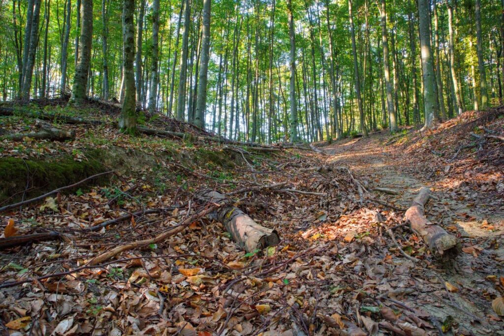 Őszi színek a Zalai-dombságban: a Kistolmácsi-tó és a Budafai Arborétum