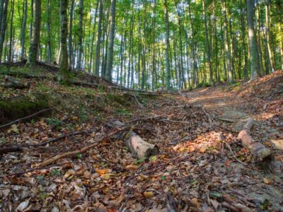 Őszi színek a Zalai-dombságban: a Kistolmácsi-tó és a Budafai Arborétum